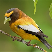 Evening Grosbeak