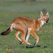 Ethiopian Wolf