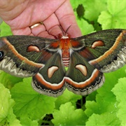 Cecropia Moths