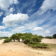 Lommel Sahara, Belgium