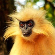 Langur