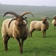 Manx Loaghtan Sheep