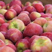 Cortland Apple