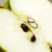 Fruit Seeds and Pits