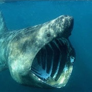Megamouth Shark