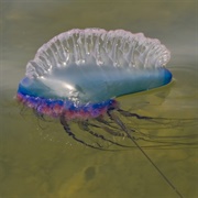 Portuguese Man-Of-War