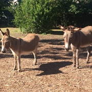 The Donkeys of Barron Park