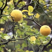 Bitter Thorn (Quran Verse 1)