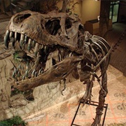 Glendive Dinosaur Museum