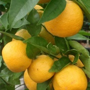 Ichang Papeda (Citrus Cavaleriei)