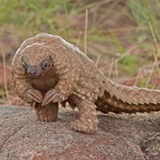 Pangolin
