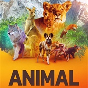 Animal