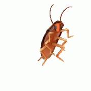 Dancing Cockroach