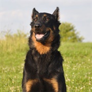 Groom a Beauceron