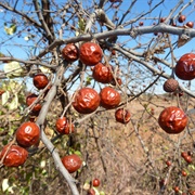 Buffalo Thorn (Ziziphus Mucronata)