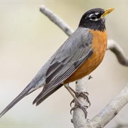 North American Robin