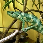 Mellers Chameleon