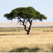 Acacia (Quran Verse 1)