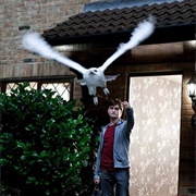 Hedwig - Harry Potter & the Deathly Hallows – Part 1