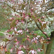 Cyclamin Cherry (Prunus Cyclamina)