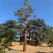 John Muir's Giant Sequoia