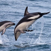 Dusky Dolphin