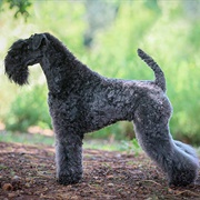 Groom a Kerry Blue Terrier