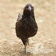 Ameraucana Bantam