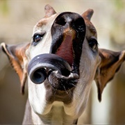Okapi