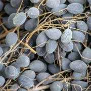Tamarind-Plum (Dialium Indum)