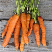 Touchon Carrots
