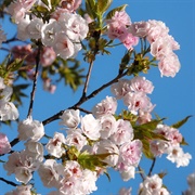 Fuji Cherry (Prunus Incisa)