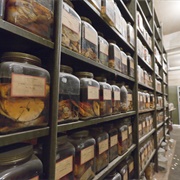 Cushing Brain Collection