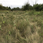 Zimmerman Prairie State Nature Preserve