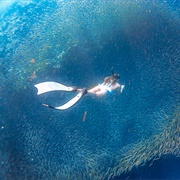 Swim With Sardines