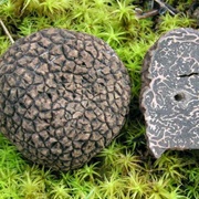 Chinese Black Truffle (Tuber Indicum)