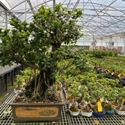 Brussel's Bonsai Nursery