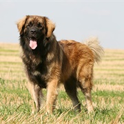 Groom a Leonberger