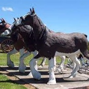 Clinton the Clydesdales