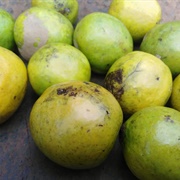 African Mango (Irvingia Gabonensis)