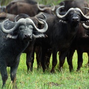 An Obstinacy of Buffalo