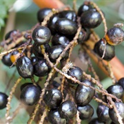 Cabbage Palmetto (Sabal Palmetto)