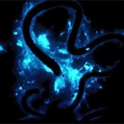 The Eerie Earthworms of Hawkinsville, Georgia