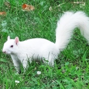 Albino Squirrels of Olney, Illinois