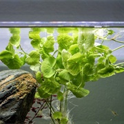 Brazilian Pennywort