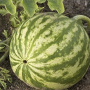 Watermelon (Sunan Abi Dawood)