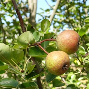 Wild Himalayan Pear (Pyrus Pashia)