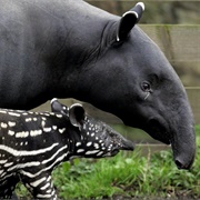 Tapir