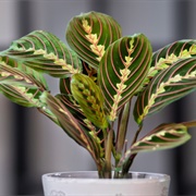 Maranta Leuconeura