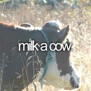 Milk a Cow